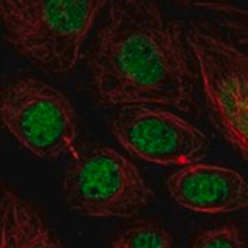 Anti-MFAP1 antibody produced in rabbit Prestige Antibodies&#174; Powered by Atlas Antibodies, affinity isolated antibody, buffered aqueous glycerol solution