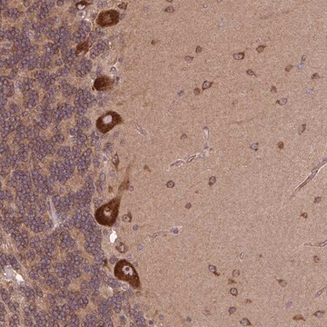 Anti-PLCG1 antibody produced in rabbit Prestige Antibodies&#174; Powered by Atlas Antibodies, affinity isolated antibody, buffered aqueous glycerol solution