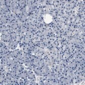 Anti-KCNQ5 antibody produced in rabbit Prestige Antibodies&#174; Powered by Atlas Antibodies, affinity isolated antibody, buffered aqueous glycerol solution