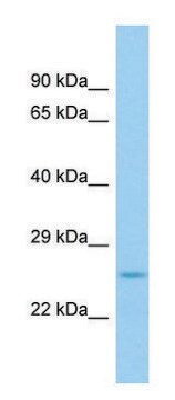 Anti-Fgf9 (N-terminal) antibody produced in rabbit affinity isolated antibody