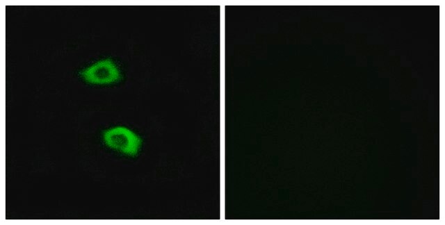 Anti-OR51B5 antibody produced in rabbit affinity isolated antibody