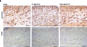 Anti-Laminin antibody produced in rabbit 0.5&#160;mg/mL, affinity isolated antibody, buffered aqueous solution