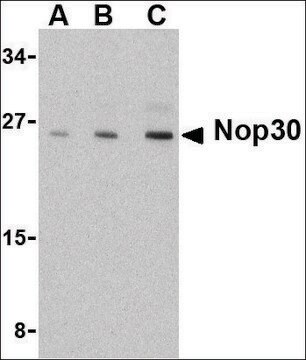 Anti-NOP30 antibody produced in rabbit affinity isolated antibody, buffered aqueous solution