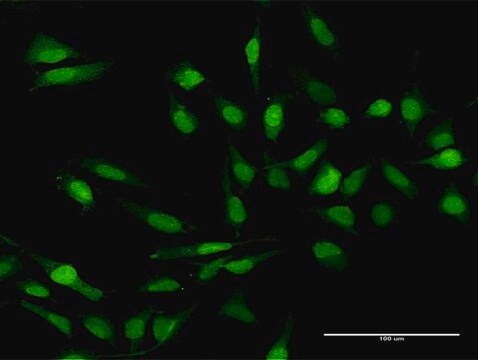 Anti-IL17C antibody produced in rabbit purified immunoglobulin, buffered aqueous solution