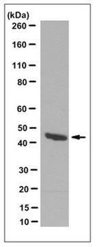 Anti-Pax-2 Antibody, clone 4C2.2 culture supernatant, clone 4C2.2, from mouse