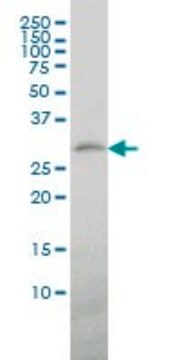 Monoclonal Anti-TREM1 antibody produced in mouse clone 2E2, purified immunoglobulin, buffered aqueous solution