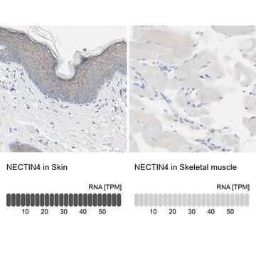 Anti-NECTIN4 antibody produced in rabbit Prestige Antibodies&#174; Powered by Atlas Antibodies, affinity isolated antibody, buffered aqueous glycerol solution