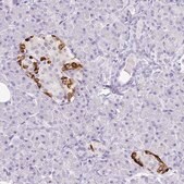 Monoclonal Anti-TTR antibody produced in mouse Prestige Antibodies&#174; Powered by Atlas Antibodies, clone CL0290, purified immunoglobulin, buffered aqueous glycerol solution