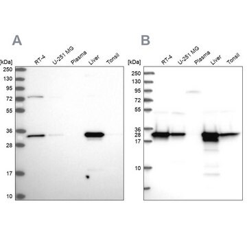 Anti-HADH antibody produced in rabbit Prestige Antibodies&#174; Powered by Atlas Antibodies, affinity isolated antibody