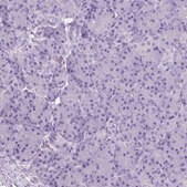 Anti-CHRM1 antibody produced in rabbit Prestige Antibodies&#174; Powered by Atlas Antibodies, affinity isolated antibody, buffered aqueous glycerol solution