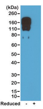 Anti-Mouse IgG2c antibody, Rabbit monoclonal recombinant, expressed in HEK 293 cells, clone RM223, purified immunoglobulin