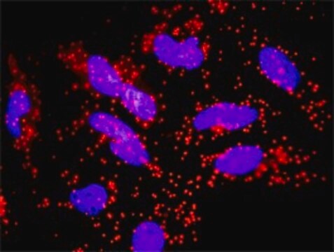 Monoclonal Anti-FAS antibody produced in mouse clone 2G3, purified immunoglobulin, buffered aqueous solution