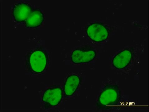 Monoclonal Anti-MCM3, (C-terminal) antibody produced in mouse clone 3E1, purified immunoglobulin, buffered aqueous solution