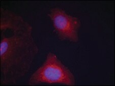 Anti-phospho-GSK3B (pTyr216) antibody produced in rabbit affinity isolated antibody