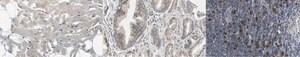 Anti-Serotonin receptor 3A/HTR3A from rabbit, purified by affinity chromatography