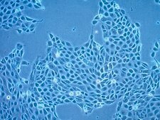 16HBE14o- Human Bronchial Epithelial Cell Line 16HBE14o- human bronchial epithelial cell line is widely used to model barrier function of the airway epithelium and to study respiratory ion transport as well as the function of CFTR.