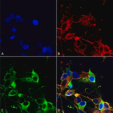 Monoclonal Anti-Glua1/Glur1 antibody produced in mouse clone S355-1, purified immunoglobulin