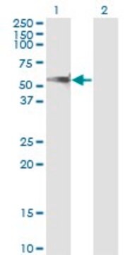 Monoclonal Anti-PPM1F, (N-terminal) antibody produced in mouse clone 1G10, purified immunoglobulin, buffered aqueous solution