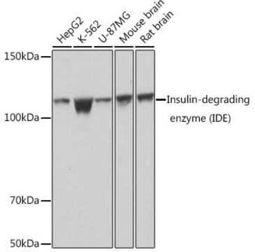 Anti-Insulin-degrading enzyme (IDE) antibody produced in rabbit