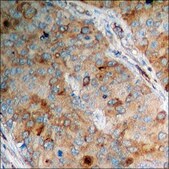 Anti-phospho-Adrenergic Receptor &#946;2 (pSer346) antibody produced in rabbit affinity isolated antibody