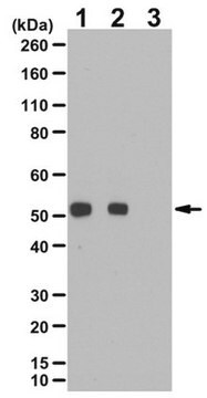 Anti-phospho PTEN (Ser385) Antibody from rabbit, purified by affinity chromatography