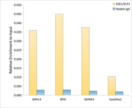 Anti-ESE1/ELF3 Antibody, clone 7O2V4, Rabbit Monoclonal