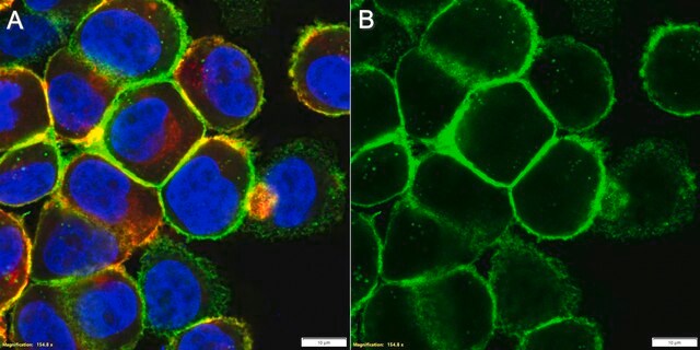 Anti-EphA2 Antibody, clone F2-27 ZooMAb&#174; Mouse Monoclonal recombinant, expressed in HEK 293 cells