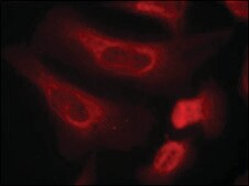 Anti-phospho-STAT1 (pSer727) antibody produced in rabbit affinity isolated antibody