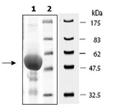 ITK active rat recombinant, expressed in baculovirus infected Sf9 cells, &#8805;58% (SDS-PAGE)