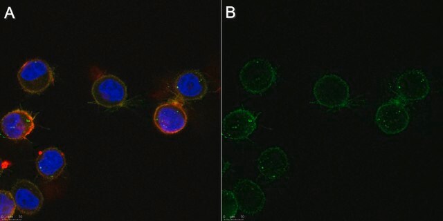 Anti-Neuropilin-1 Antibody, ECD b1b2 Antibody, clone mAb3