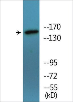 Anti-phospho-SMC1 (pSer957) antibody produced in rabbit affinity isolated antibody