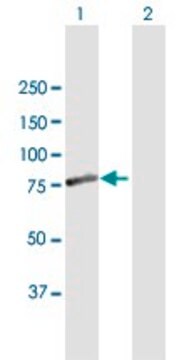 Anti-FEM1A antibody produced in mouse purified immunoglobulin, buffered aqueous solution