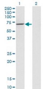 Monoclonal Anti-USH1C, (C-terminal) antibody produced in mouse clone 2B3, purified immunoglobulin, buffered aqueous solution