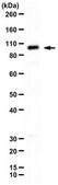 Anti-PDE2A from rabbit, purified by affinity chromatography