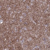 Anti-ADORA2A Prestige Antibodies&#174; Powered by Atlas Antibodies, affinity isolated antibody