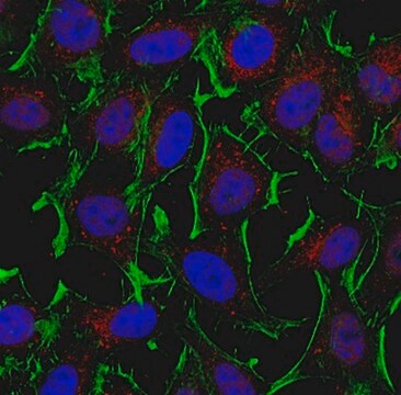 Anti-Dynein Antibody, HC, cytosolic from rabbit, purified by affinity chromatography