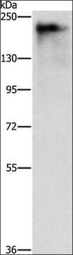 Anti-ATAD5 antibody produced in rabbit affinity isolated antibody