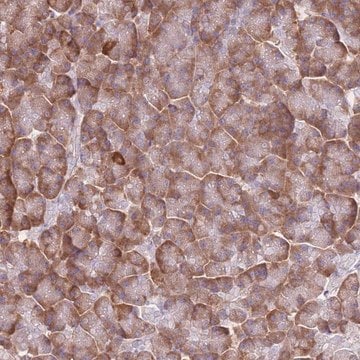 Anti-XKR8 antibody produced in rabbit Prestige Antibodies&#174; Powered by Atlas Antibodies, affinity isolated antibody, buffered aqueous glycerol solution