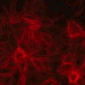 Kidney PTEC Control Cell (SA7K Clone)
