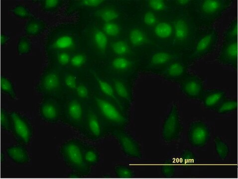 Monoclonal Anti-STK4 antibody produced in mouse clone 4F4, purified immunoglobulin, buffered aqueous solution