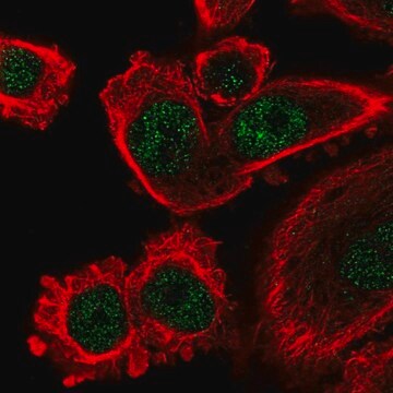 Anti-IFI44L antibody produced in rabbit Prestige Antibodies&#174; Powered by Atlas Antibodies, affinity isolated antibody