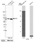 Anti-CPT2 antibody produced in rabbit Prestige Antibodies&#174; Powered by Atlas Antibodies, affinity isolated antibody, buffered aqueous glycerol solution, ab2