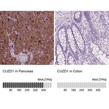 Anti-CUZD1 antibody produced in rabbit Prestige Antibodies&#174; Powered by Atlas Antibodies, affinity isolated antibody, buffered aqueous glycerol solution