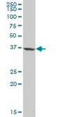 Anti-APOL1 antibody produced in mouse purified immunoglobulin, buffered aqueous solution