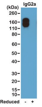 Anti-Mouse IgG2a kappa antibody, Rabbit monoclonal recombinant, expressed in HEK 293 cells, clone RM107, purified immunoglobulin