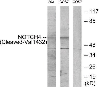 Anti-NOTCH4 (Cleaved-Val1432), C-Terminal antibody produced in rabbit affinity isolated antibody