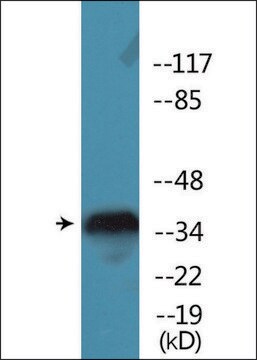 Anti-phospho-IkappaB-&#949; (pSer22) antibody produced in rabbit affinity isolated antibody