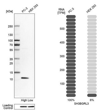 Anti-SH3BGRL3 antibody produced in rabbit Prestige Antibodies&#174; Powered by Atlas Antibodies, affinity isolated antibody, buffered aqueous glycerol solution