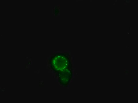 Anti-Horse IgG (whole molecule)&#8722;FITC antibody produced in rabbit affinity isolated antibody, buffered aqueous solution