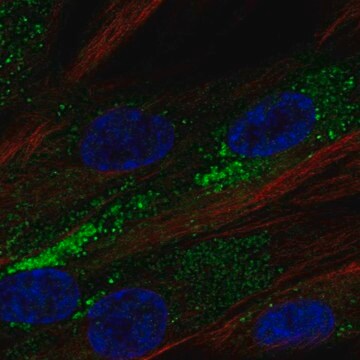 Anti-PLPP3 antibody produced in rabbit Prestige Antibodies&#174; Powered by Atlas Antibodies, affinity isolated antibody